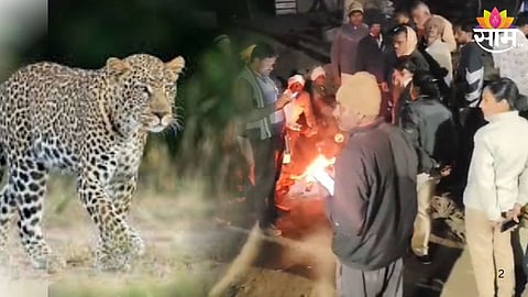 Leopard Terror :
