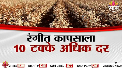 Golden Cotton Cultivation Big Profit: