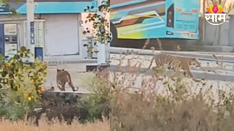 nagpur tiger news