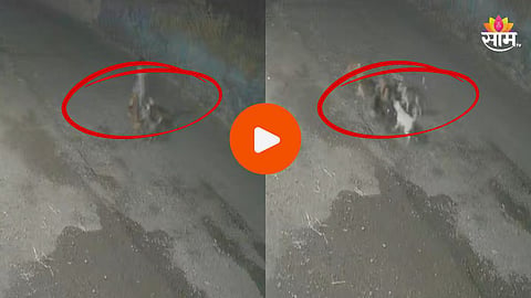 Shocking: पुणे हादरले! कुत्र्यांच्या टोळीचा हल्ला, शरीराचे लचके तोडत जागीच संपवलं; थरकाप उडवणारा VIDEO