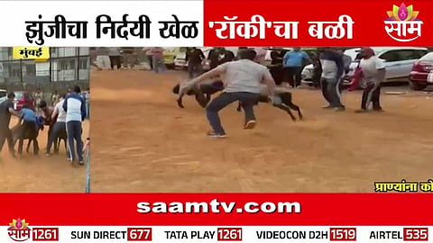 sheep fight