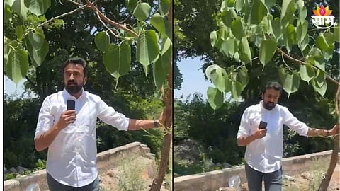 एका पिंपळाच्या झाडाच्या पुनर्वसनाच्या प्रेरणेतून सांगलीत घडली हरित चळवळ: आमदार सुहास बाबर