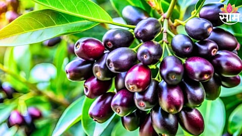 Jamun Benefits