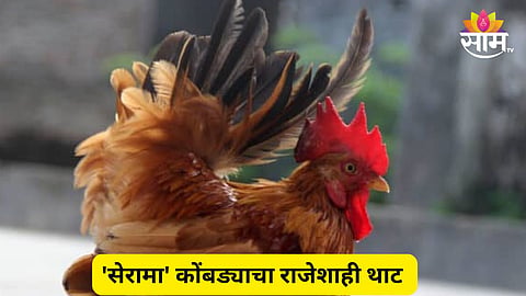 Smallest Chicken viral