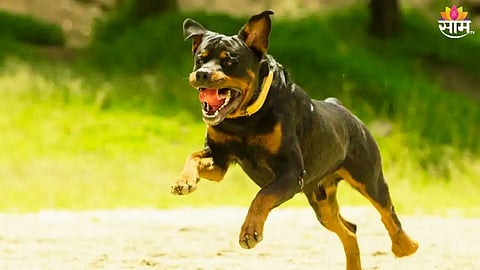 Rules For Pet Dog: