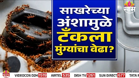E20 Petrol: इथेनॉलमुळे पेट्रोल टँकला मुंग्या? व्हायरल व्हिडिओमागचं सत्य काय?