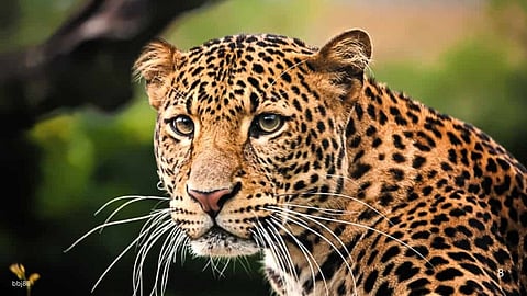 Father Saves Daughter From Leopard Attack