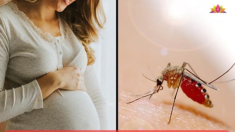 Dengue during pregnancy