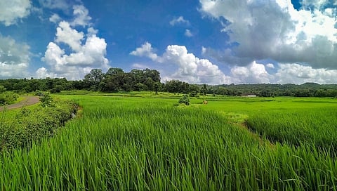 Blue rice will now grow in Mahabaleshwar.