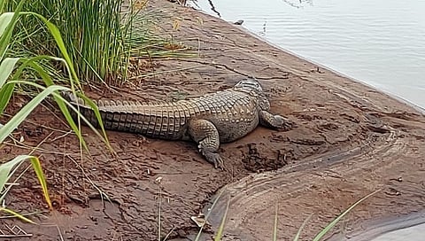 Crocodiles