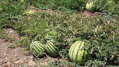 Loss of watermelon crop