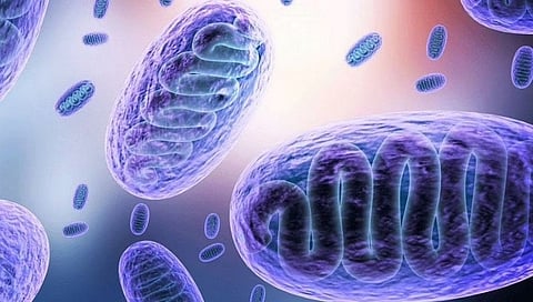Mucormicosis