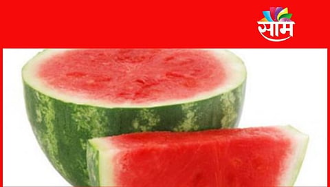 Tobaco Found insite Watermelon in Akola