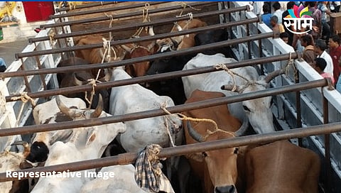 Cattle Trafficking