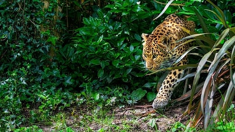 leopards file photos