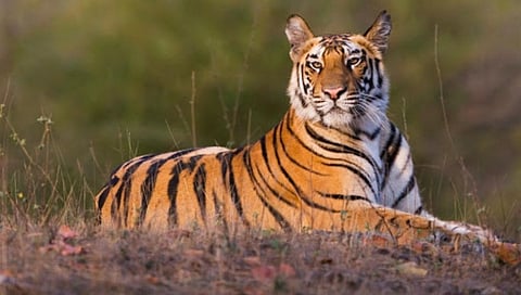 प्राणी मित्रांसाठी आनंदाची बातमी! आता आपल्याला वाघाचाही सांभाळ करता येणार
