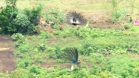 beed nature
