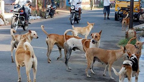 stray dogs