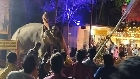 ഉത്സവ പന്തല് കുത്തിമറക്കുന്ന ആന