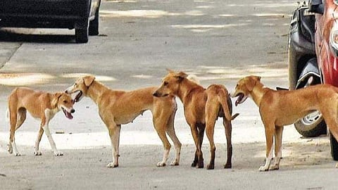 തെരുവ് നായ്ക്കള്