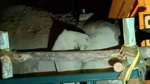 ആനയെ അനിമല് ആംബുലന്സില് കയറ്റി കൊണ്ടുപോകുന്നു