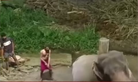 പാപ്പാന് ആനയെ തല്ലുന്നതിന്റെ ദൃശ്യം