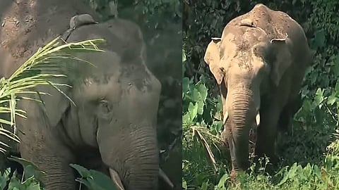 മാനന്തവാടിയിൽ ഭീതിപരത്തിയ കാട്ടാന തണ്ണീർക്കൊമ്പന്