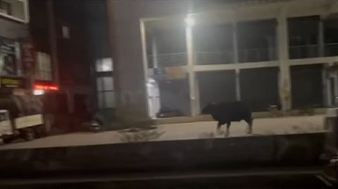നഗരത്തില് കാട്ടുപോത്ത്