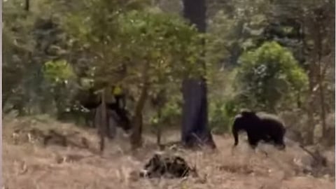 ദൗത്യസംഘത്തിന് നേരെ പാഞ്ഞടുത്ത് മോഴയാന