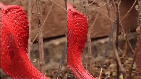 ചുവന്ന നിറത്തിലുള്ള മൂർഖൻ പാമ്പ്
