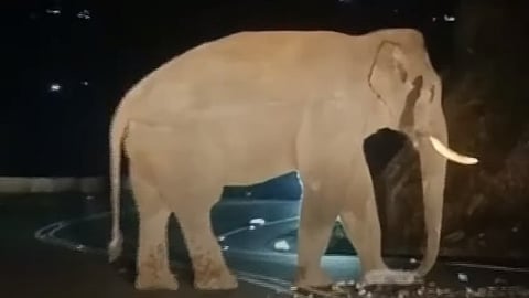 ചക്കക്കൊമ്പന്