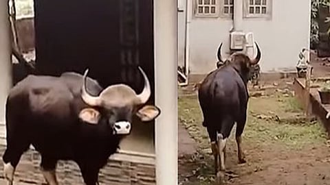 ജനവാസ മേഖലയില് ഇറങ്ങിയ കാട്ടുപോത്ത്