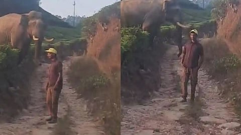 കാട്ടാനയുടെ മുന്നില് അതിസാഹസികമായി സെല്ഫി; രണ്ട് യുവാക്കള്ക്കെതിരെ കേസ്-വീഡിയോ