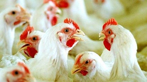 Chicken Price in Kerala