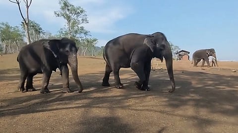 Elephant