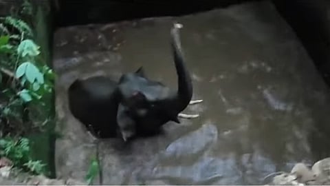 wild elephant
