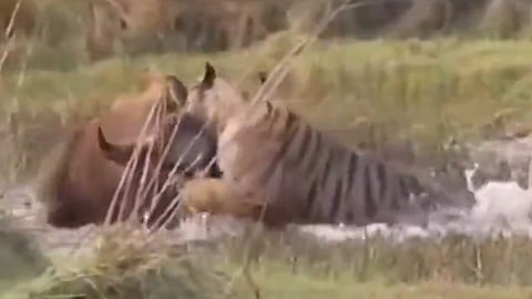 TIGER ATTACK