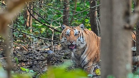 ജിം കോര്ബറ്റ് നാഷണല് പാര്ക്ക്