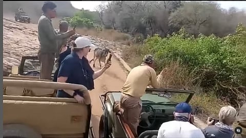 Tiger Attacks Cow