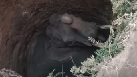 wild elephant died