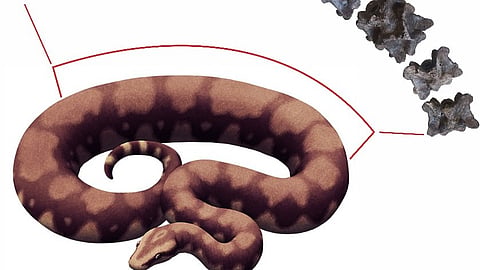 vasuki indicus