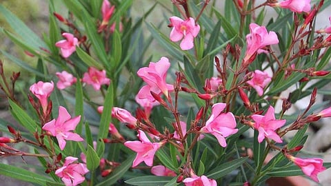 arali flower
