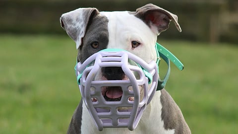 Woman death in by registered XL bullies