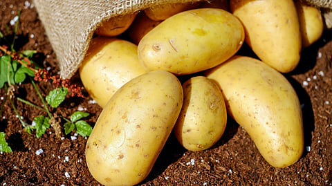 International potato day