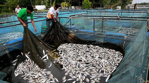 Kochi’s Edayar witnessed massive fish deaths following river pollution