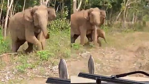 ആന ദിശമാറി പോയതിനാലാണ് ഇവര് രക്ഷപ്പെട്ടത്.