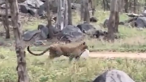 LEOPARD ATTACK