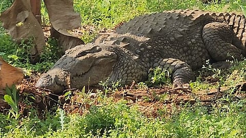crocodile attack