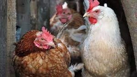 bird-flu-spread culling-on-saturday
