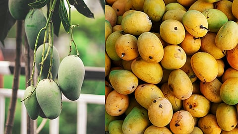 Mango health benefits